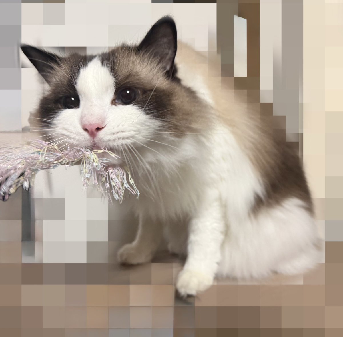 ragutaro_rag's tweet photo. NGカット https://t.co/sXff3jmLfJ