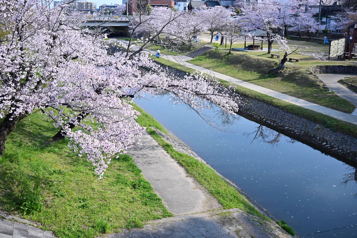 桜 - Search / X