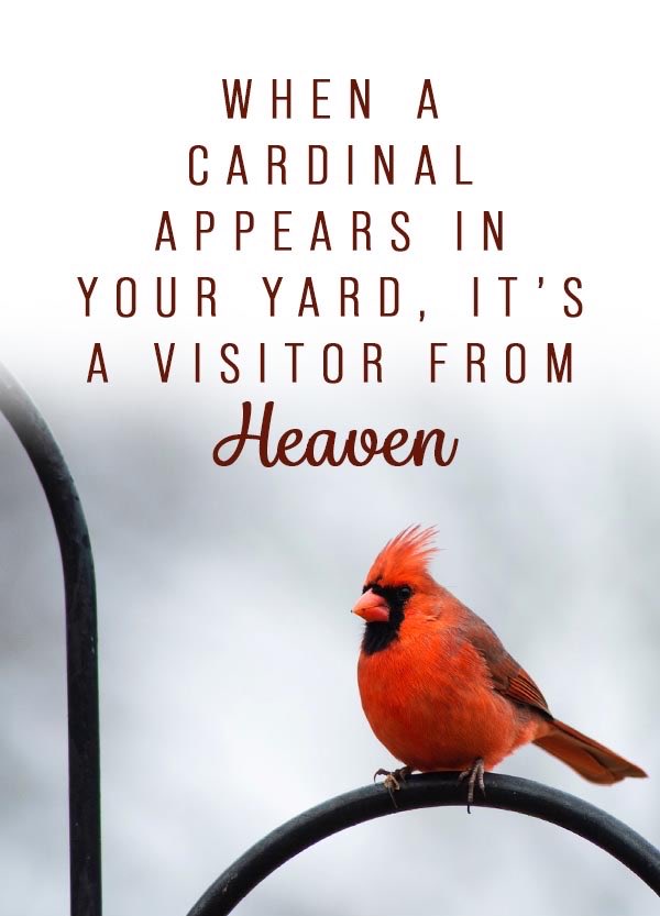 WhitGebby's tweet photo. Every other day or so there’s a cardinal that visits us on the balcony 🤍 https://t.co/iCMkm9m0CS