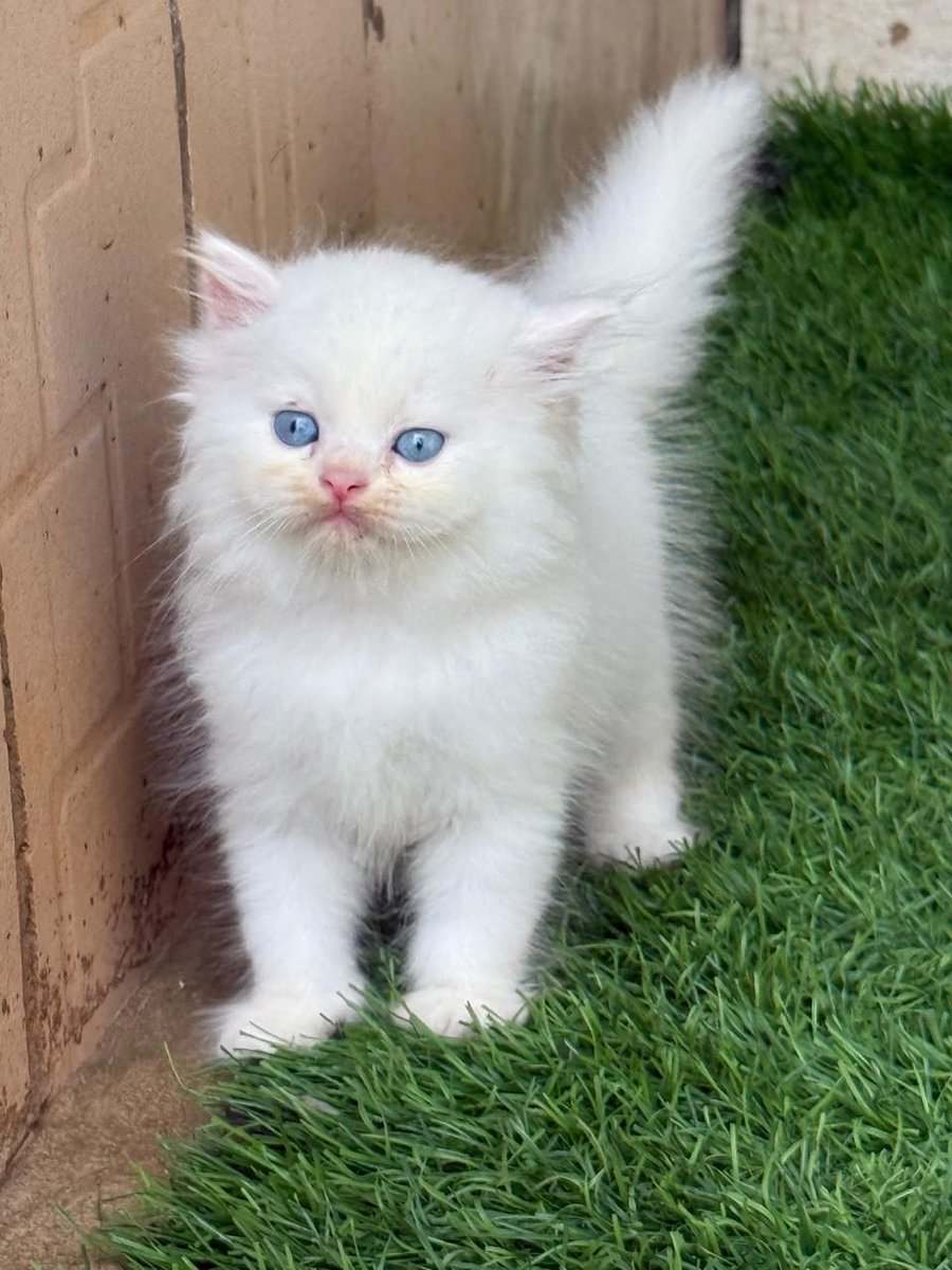 bflexworldwide's tweet photo. 🐱✨ Both Male &amp; Female Persian Kittens Available! ✨🐱

💰 ₦send a DM
📍 As seen in the video
📩 DM now to reserve yours before they’re gone!

#Kitten #Cat #CatsOfX #CatLovers #PetLovers #KittenForSale #Cats #Nigeria #Ibadan https://t.co/AOZJAdLw27