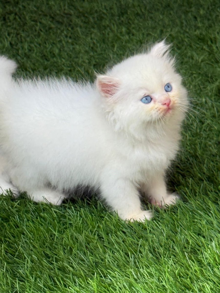 bflexworldwide's tweet photo. 🐱✨ Both Male &amp; Female Persian Kittens Available! ✨🐱

💰 ₦send a DM
📍 As seen in the video
📩 DM now to reserve yours before they’re gone!

#Kitten #Cat #CatsOfX #CatLovers #PetLovers #KittenForSale #Cats #Nigeria #Ibadan https://t.co/AOZJAdLw27