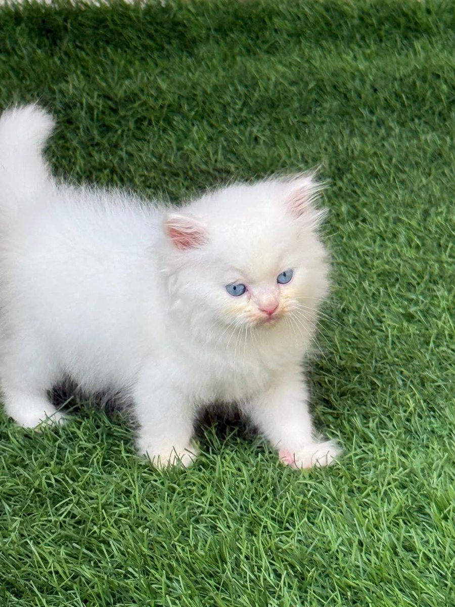 bflexworldwide's tweet photo. 🐱✨ Both Male &amp; Female Persian Kittens Available! ✨🐱

💰 ₦send a DM
📍 As seen in the video
📩 DM now to reserve yours before they’re gone!

#Kitten #Cat #CatsOfX #CatLovers #PetLovers #KittenForSale #Cats #Nigeria #Ibadan https://t.co/AOZJAdLw27