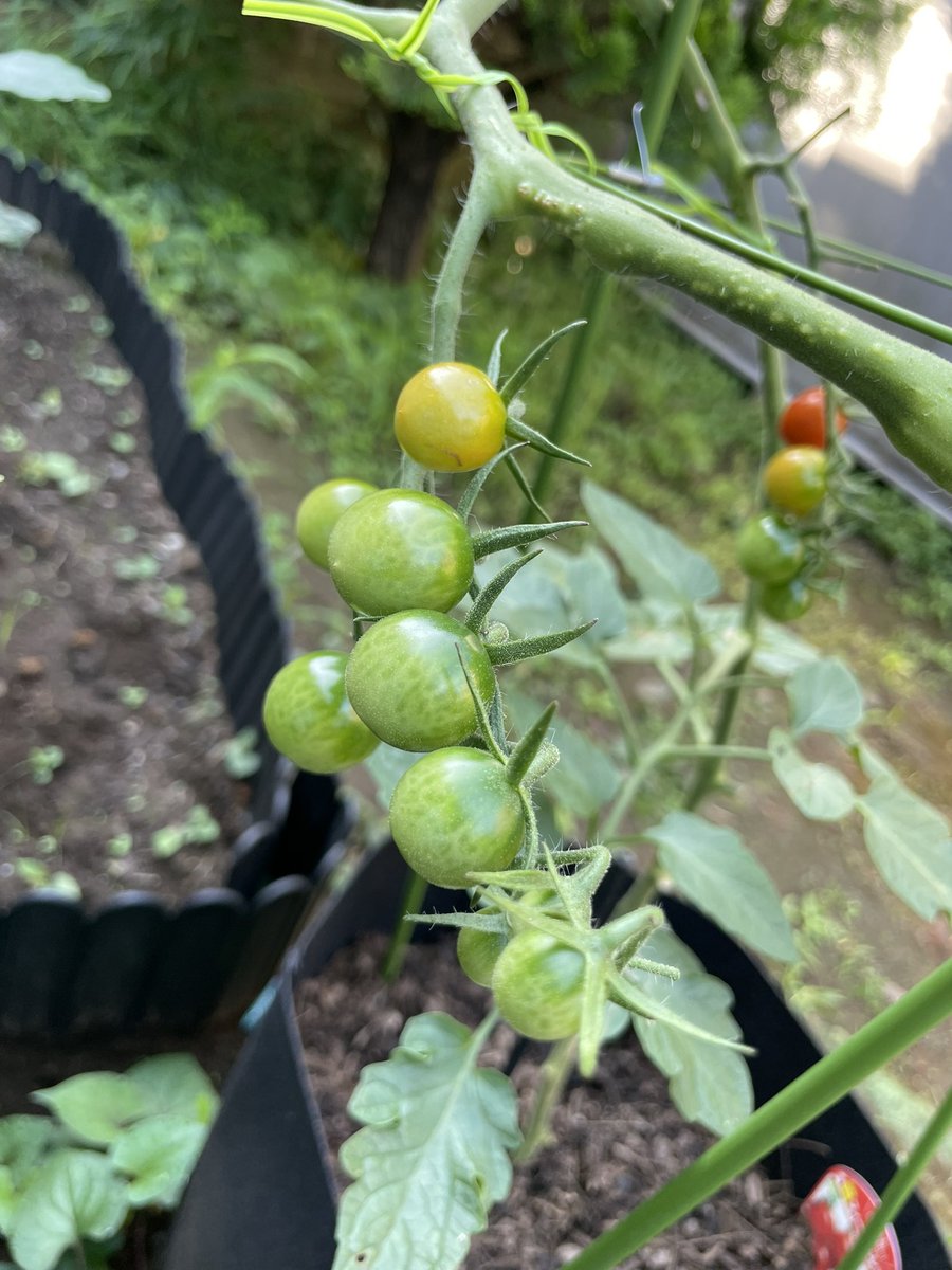 sl_tmk's tweet photo. 家庭菜園

出勤前に様子見。

きゅうりは実が立派に育ってたので初収穫

プランターのピーマン、ミニトマト、露地の枝豆、オクラに追肥
オクラはまだ花も咲いてないけど、他は順調に実が出来てる

露地は雑草が目立ってきたから、週末処理しよう

#家庭菜園 https://t.co/vGzMHf7OCo