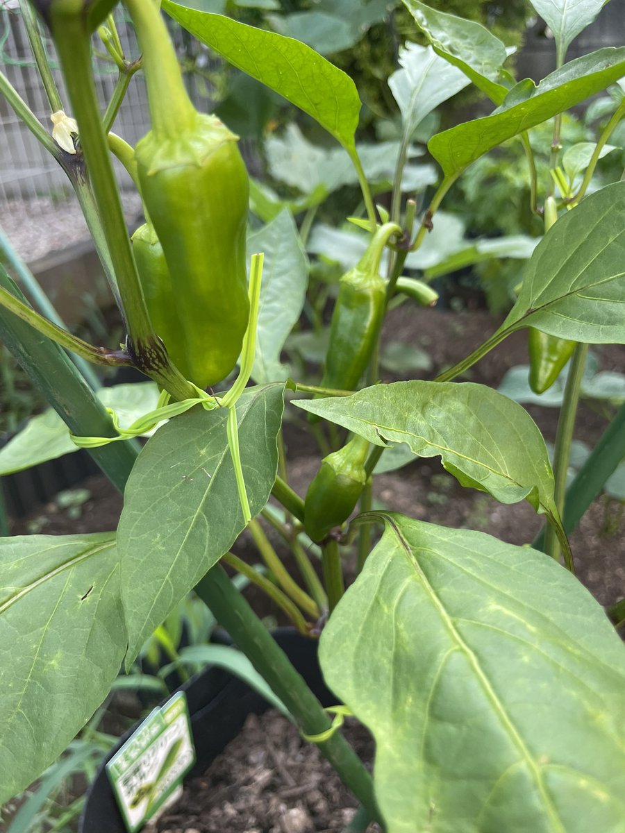 sl_tmk's tweet photo. 家庭菜園

出勤前に様子見。

きゅうりは実が立派に育ってたので初収穫

プランターのピーマン、ミニトマト、露地の枝豆、オクラに追肥
オクラはまだ花も咲いてないけど、他は順調に実が出来てる

露地は雑草が目立ってきたから、週末処理しよう

#家庭菜園 https://t.co/vGzMHf7OCo