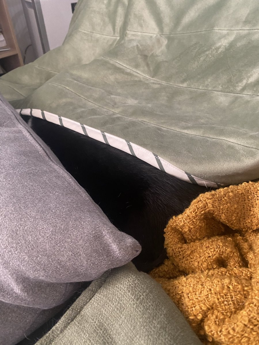 Cat1221's tweet photo. 今日も今日とてソファーのブランケット隙間で寝てる長男猫🐱 https://t.co/Tkzfctpoq7