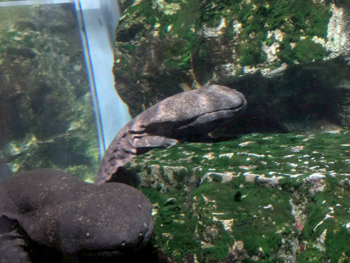 taka_hak's tweet photo. 京都水族館に行って来ました。
１０年ぶりでしたがとても綺麗な水族館でした。🐬🦭🐟
上の子ももう高２やし年取るのはやいなーーーー🫠 https://t.co/VAqYRYJVw7