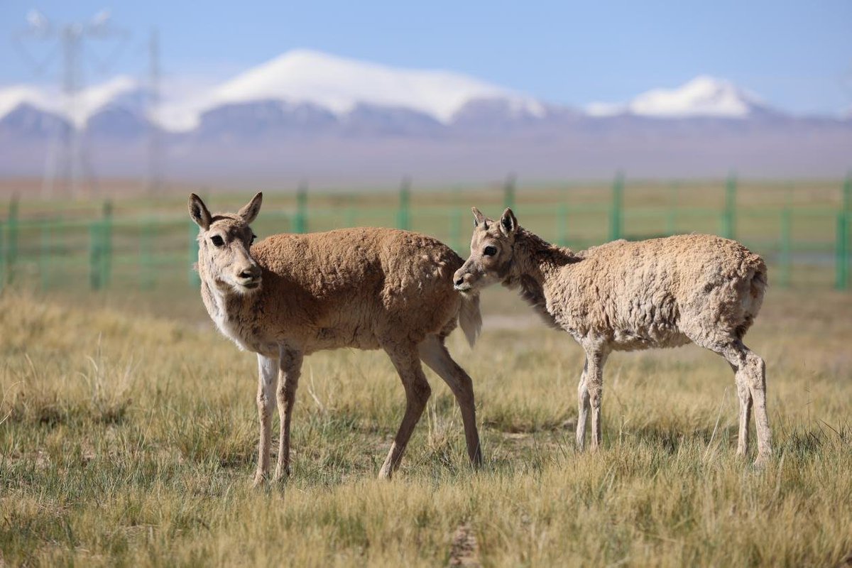 China_says's tweet photo. A lifeline for wildlife on the plateau. During a recent patrol, rangers successfully rescued three vulnerable Tibetan antelope cubs at Zonag Lake in Hoh Xil Nature Reserve, northwest China's Qinghai Province. Thanks to the prompt action and dedicated care provided by the protection station staff, the separated and injured cubs are now safe, well-fed, and out of danger.