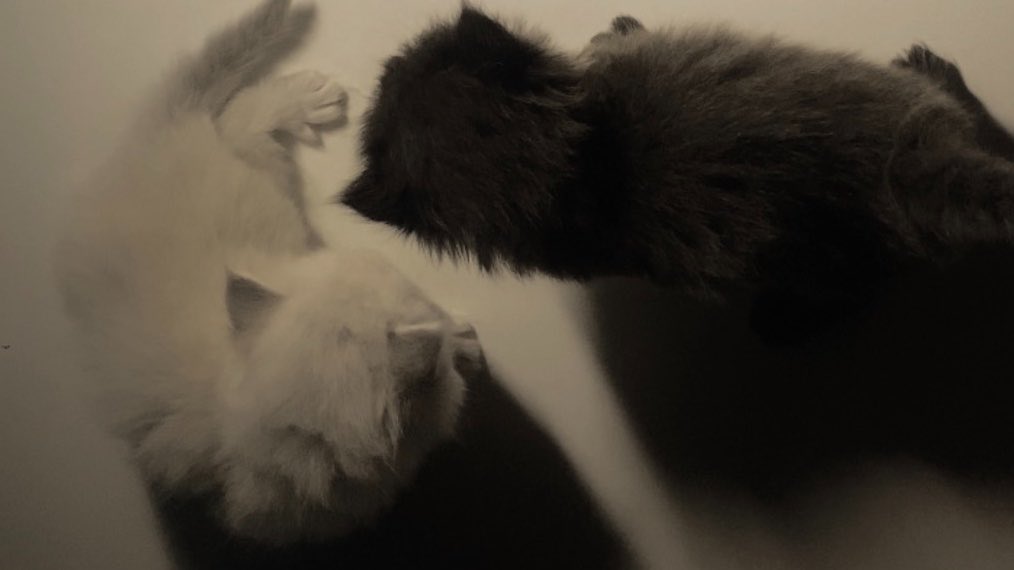 wrvllx's tweet photo. they are very much like us🐈‍⬛ https://t.co/b6jc4Skl7B