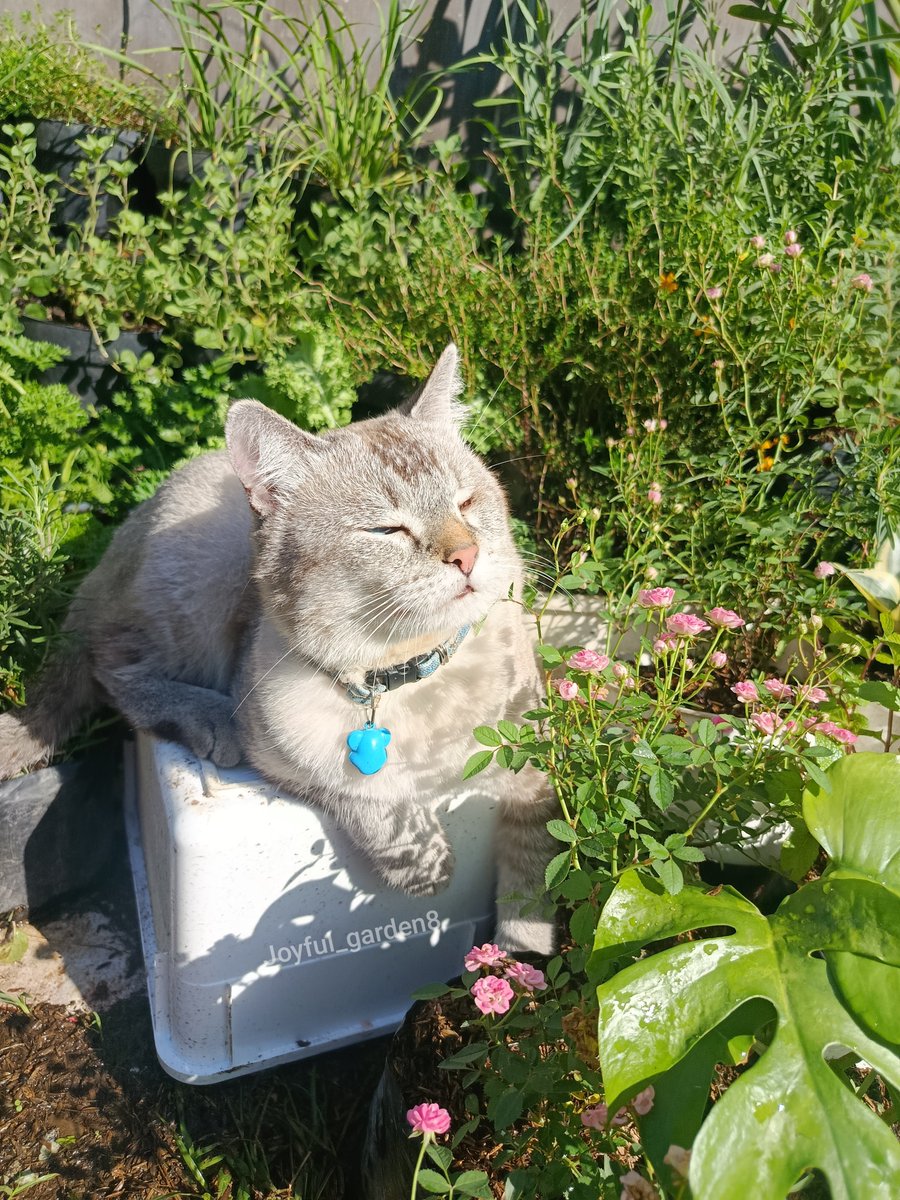 rince_life's tweet photo. Pagi ini on duty menjaga kebun mami 🌿🌱🌼🌱🧡🌞☀
Aku mau menjelaskan beberapa arti pose dalam keempat foto ini 🧚‍♀️👩‍🌾

🐱 Foto pertama Cino sedang menikmati pagi hari sekaligus menjaga kebun mami dari antek - antek asing. 

😾 Foto kedua kaget siaga, sepertinya ada penyusup lewat. 

😼 Foto ketiga memastikan kondisi sekitar, sepertinya ada Ayam tetangga mau menyerang. 

🙀 Mode Waspada jadi Satpam kebun mami, melindungi setiap tanaman. Karena Cino amanah kerjanya tidak seperti yang itu omon omon tidak amanah.