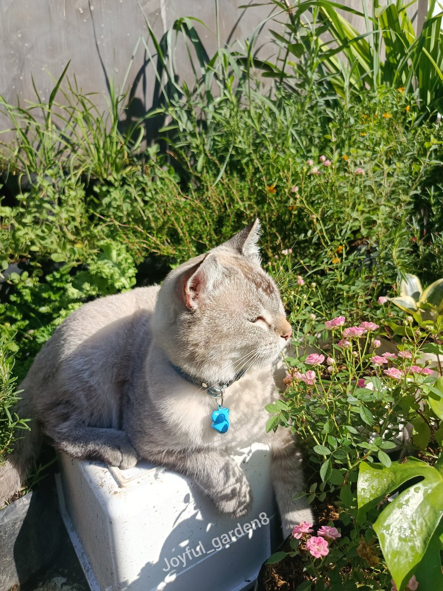 rince_life's tweet photo. Pagi ini on duty menjaga kebun mami 🌿🌱🌼🌱🧡🌞☀
Aku mau menjelaskan beberapa arti pose dalam keempat foto ini 🧚‍♀️👩‍🌾

🐱 Foto pertama Cino sedang menikmati pagi hari sekaligus menjaga kebun mami dari antek - antek asing. 

😾 Foto kedua kaget siaga, sepertinya ada penyusup lewat. 

😼 Foto ketiga memastikan kondisi sekitar, sepertinya ada Ayam tetangga mau menyerang. 

🙀 Mode Waspada jadi Satpam kebun mami, melindungi setiap tanaman. Karena Cino amanah kerjanya tidak seperti yang itu omon omon tidak amanah.