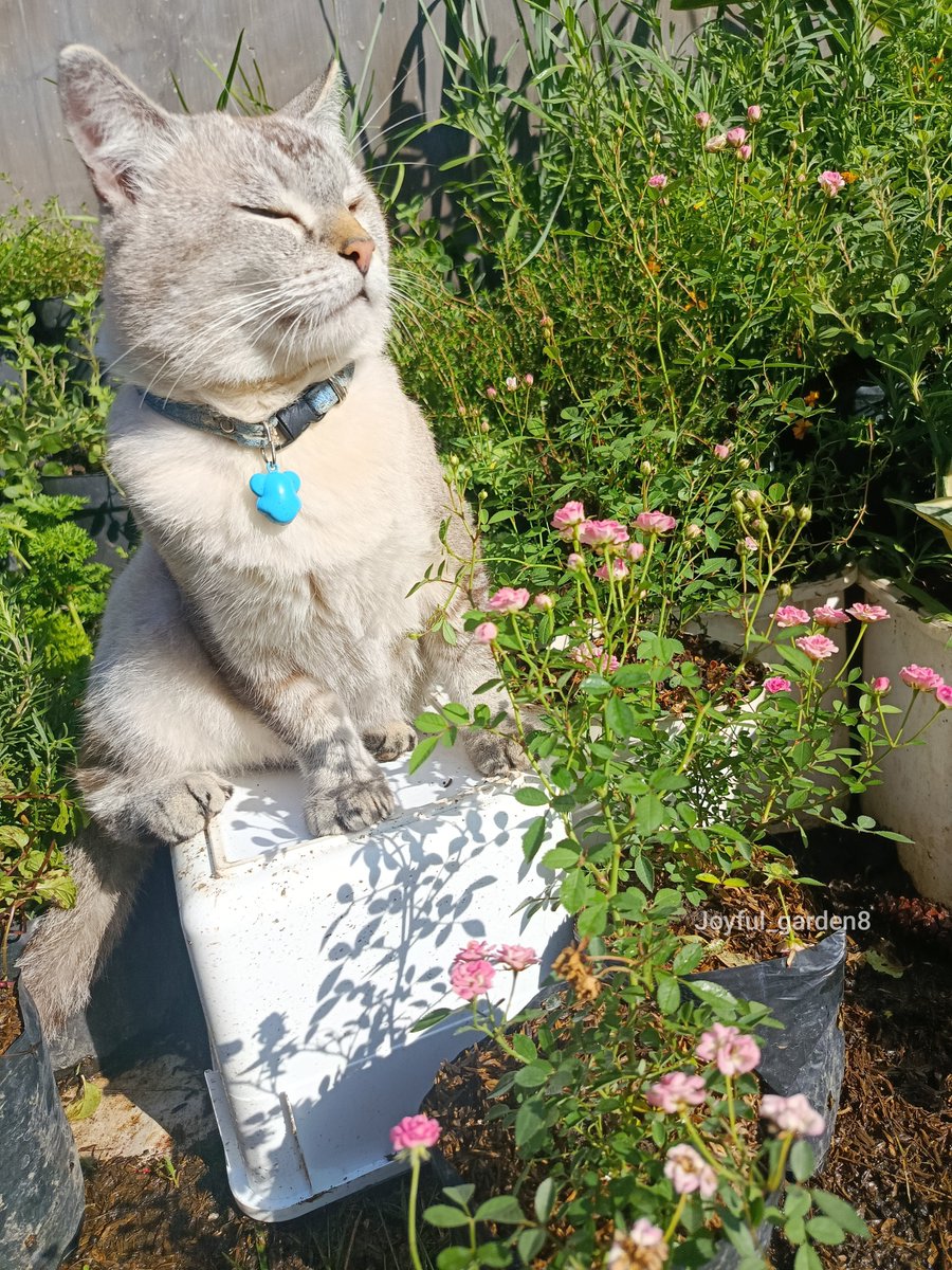 rince_life's tweet photo. Pagi ini on duty menjaga kebun mami 🌿🌱🌼🌱🧡🌞☀
Aku mau menjelaskan beberapa arti pose dalam keempat foto ini 🧚‍♀️👩‍🌾

🐱 Foto pertama Cino sedang menikmati pagi hari sekaligus menjaga kebun mami dari antek - antek asing. 

😾 Foto kedua kaget siaga, sepertinya ada penyusup lewat. 

😼 Foto ketiga memastikan kondisi sekitar, sepertinya ada Ayam tetangga mau menyerang. 

🙀 Mode Waspada jadi Satpam kebun mami, melindungi setiap tanaman. Karena Cino amanah kerjanya tidak seperti yang itu omon omon tidak amanah.