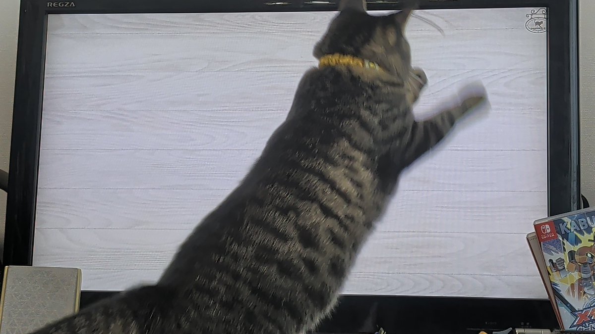 GWcats's tweet photo. この2､3日の間に、テレビにハマったチーちゃん。
猫が喜ぶ動画の「紐」のシーンになるとテレビを叩くようになった。
ヴェルスパーやルナは遠くから眺めてるだけ。 https://t.co/1jHILpTi40