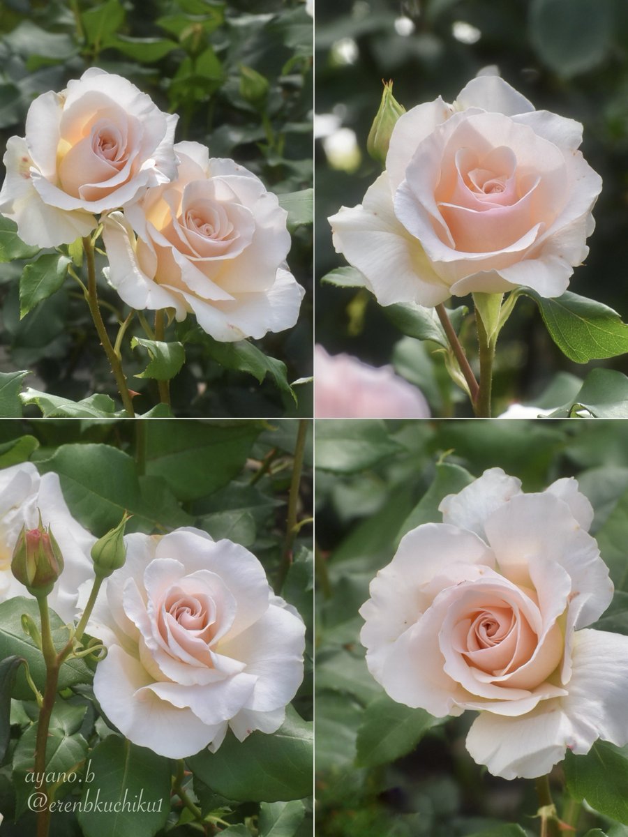 erenbkuchiku1's tweet photo. アイボリーホワイトにほのかなピンクの薔薇
『フレンチレース』 https://t.co/sjuqxjCarp