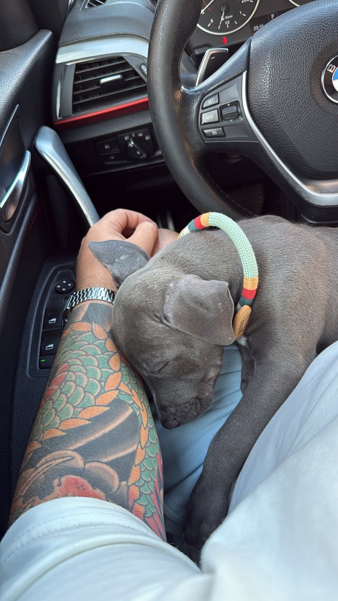 ChispaJr26's tweet photo. Bienvenida a casa🐶 https://t.co/VoLhRG5Mna