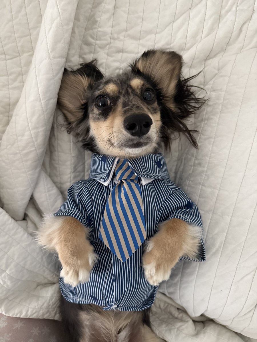scoobsluvr's tweet photo. business casual 🤩 https://t.co/DlzinDDwwl