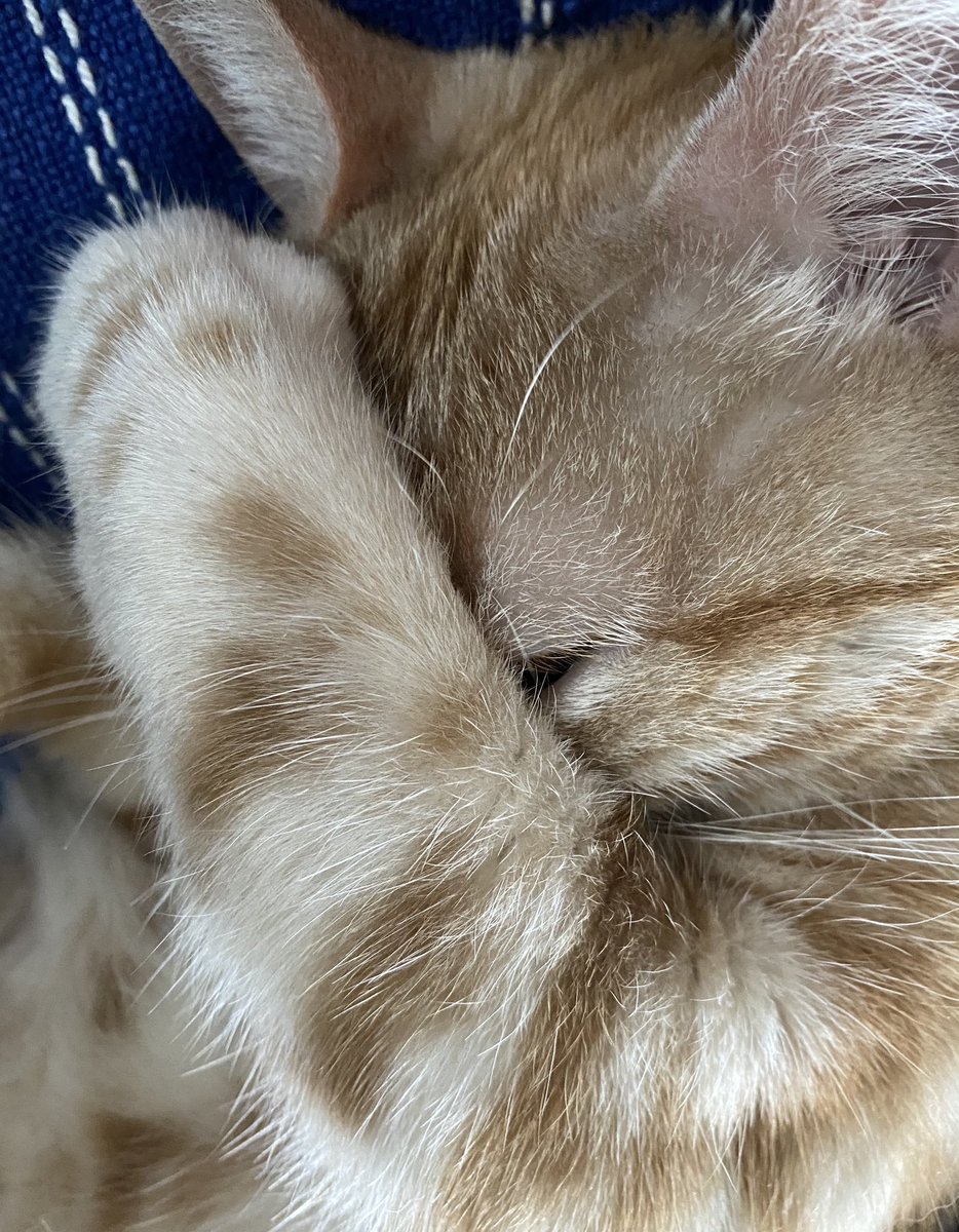 jawaniigata's tweet photo. 【泣く日】

🐱『早起きしたのにサッカーW杯してないし…』 https://t.co/XF2QAtRvrl