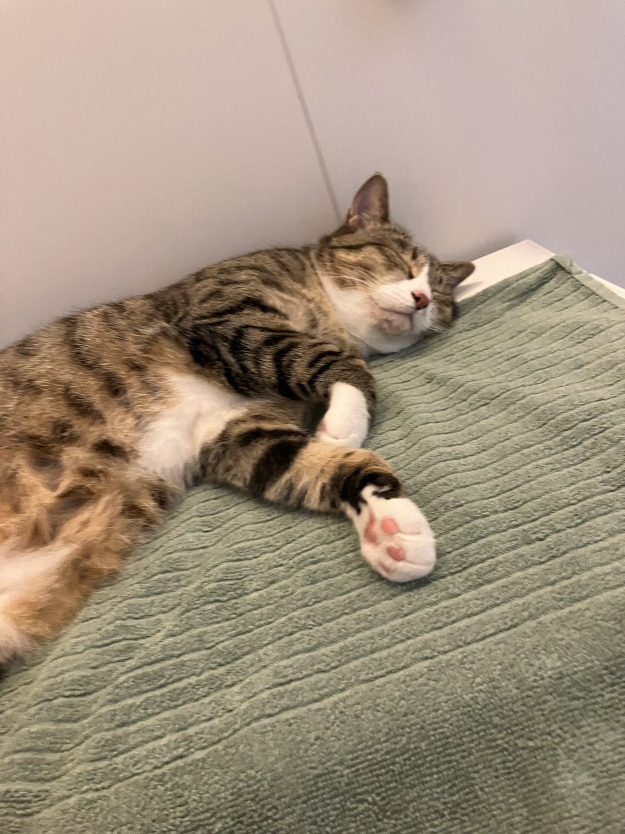 monkichi0305's tweet photo. なんか視線感じると思ったら…

#保護猫からうちの子に #猫好きさんと繋がりたい #猫のいる暮し 
#遊んで欲しいノスケ
#もん吉はママとお風呂 https://t.co/BylfSC0tet