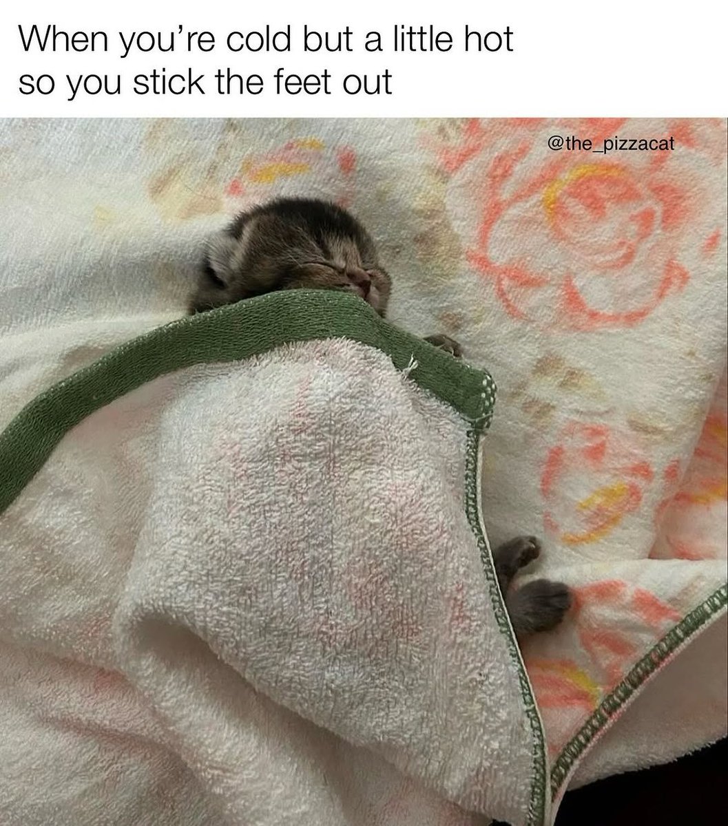 Catsillyness's tweet photo. https://t.co/ifj8BldCw7