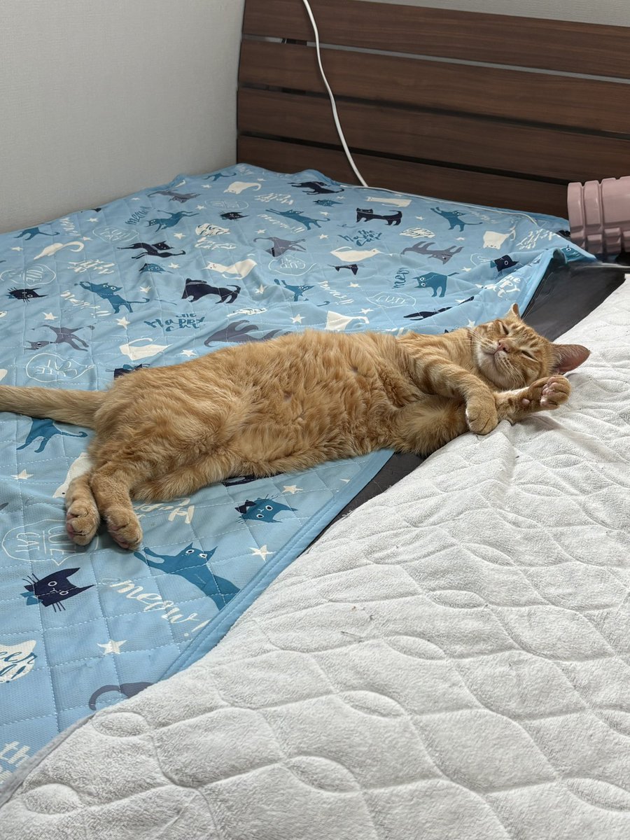 azuhom's tweet photo. 今日から夏らしいじゃん🐱 https://t.co/cqdkJAvojR