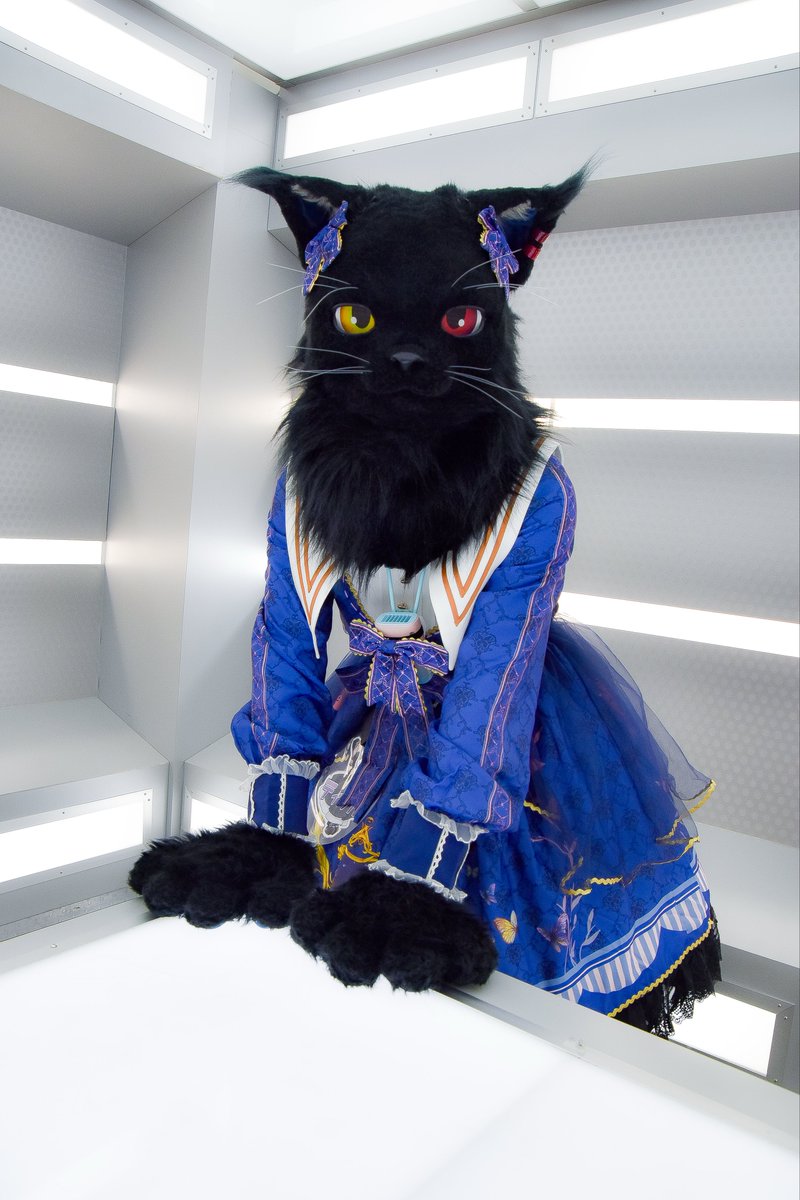 Tiril_Skogkatte's tweet photo. このなかに…ジンロウ…がいるの
さあカイギをはじめましょう…🐈‍⬛ https://t.co/T9YXEe6CnS