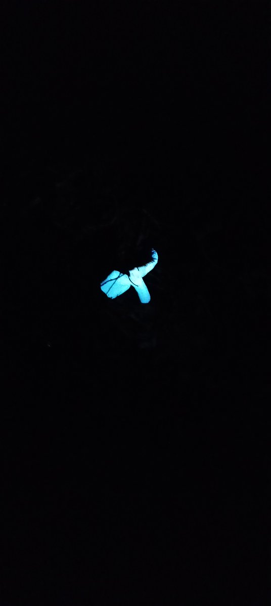 InteractuaMx's tweet photo. ¿Sabías que algunos organismos vivos son capaces de producir luz propia mediante una reacción bioquímica? Se trata la biofluorescencia y en Querétaro puedes presenciarla en la comunidad de El Doctor, Cadereyta de Montes, a media hora del Pueblo Mágico de San Joaquín. https://t.co/qofUfvCuOO
