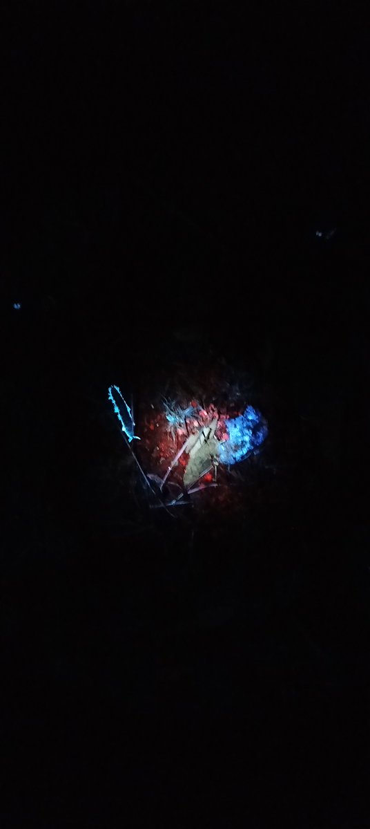 InteractuaMx's tweet photo. ¿Sabías que algunos organismos vivos son capaces de producir luz propia mediante una reacción bioquímica? Se trata la biofluorescencia y en Querétaro puedes presenciarla en la comunidad de El Doctor, Cadereyta de Montes, a media hora del Pueblo Mágico de San Joaquín. https://t.co/qofUfvCuOO