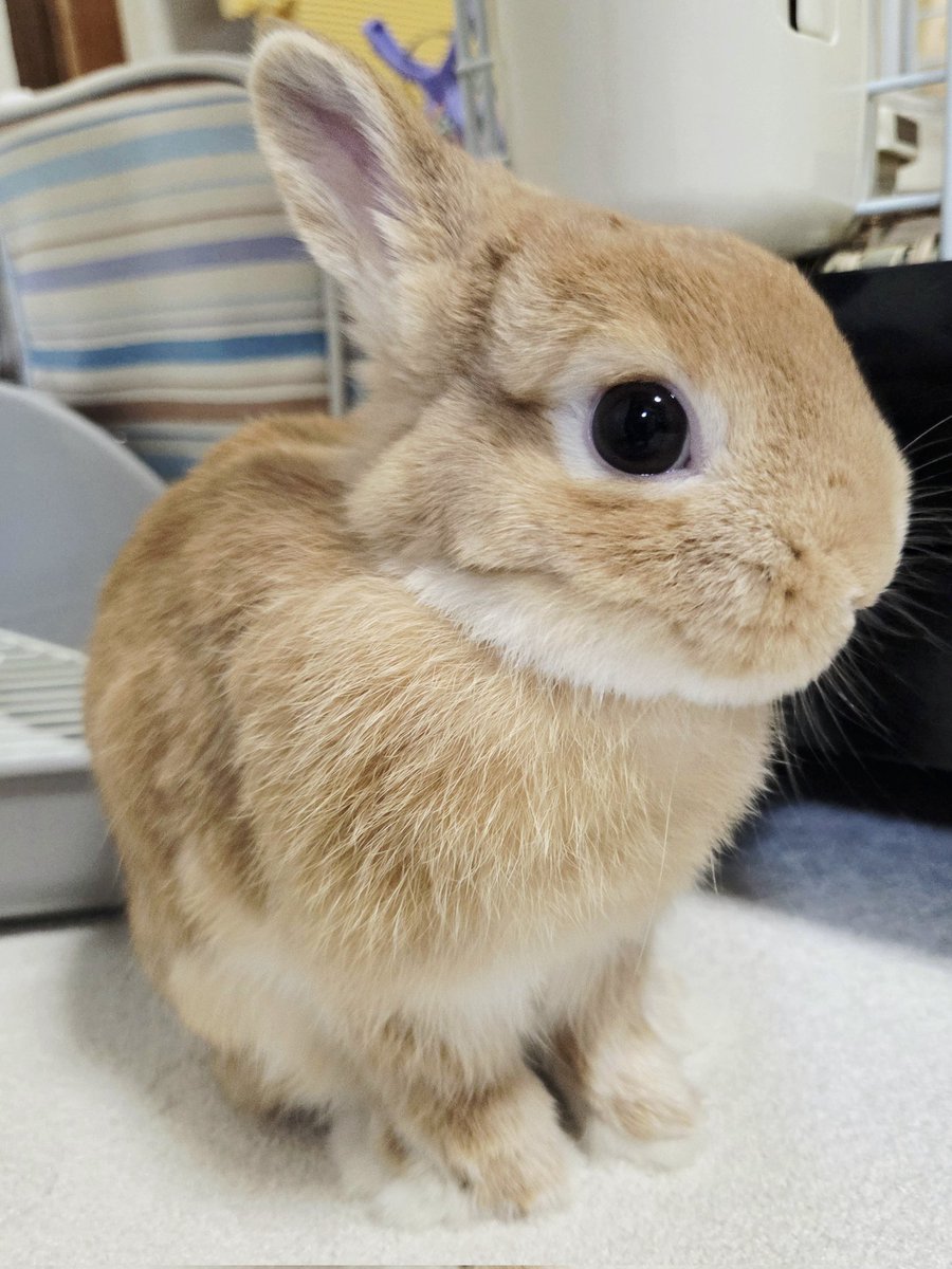 KawaeeCOCO's tweet photo. おはココ〜
今日は低燃費でいきましょ
 #うさぎ  #うさぎがいる暮らし https://t.co/GBZMeLBGPD