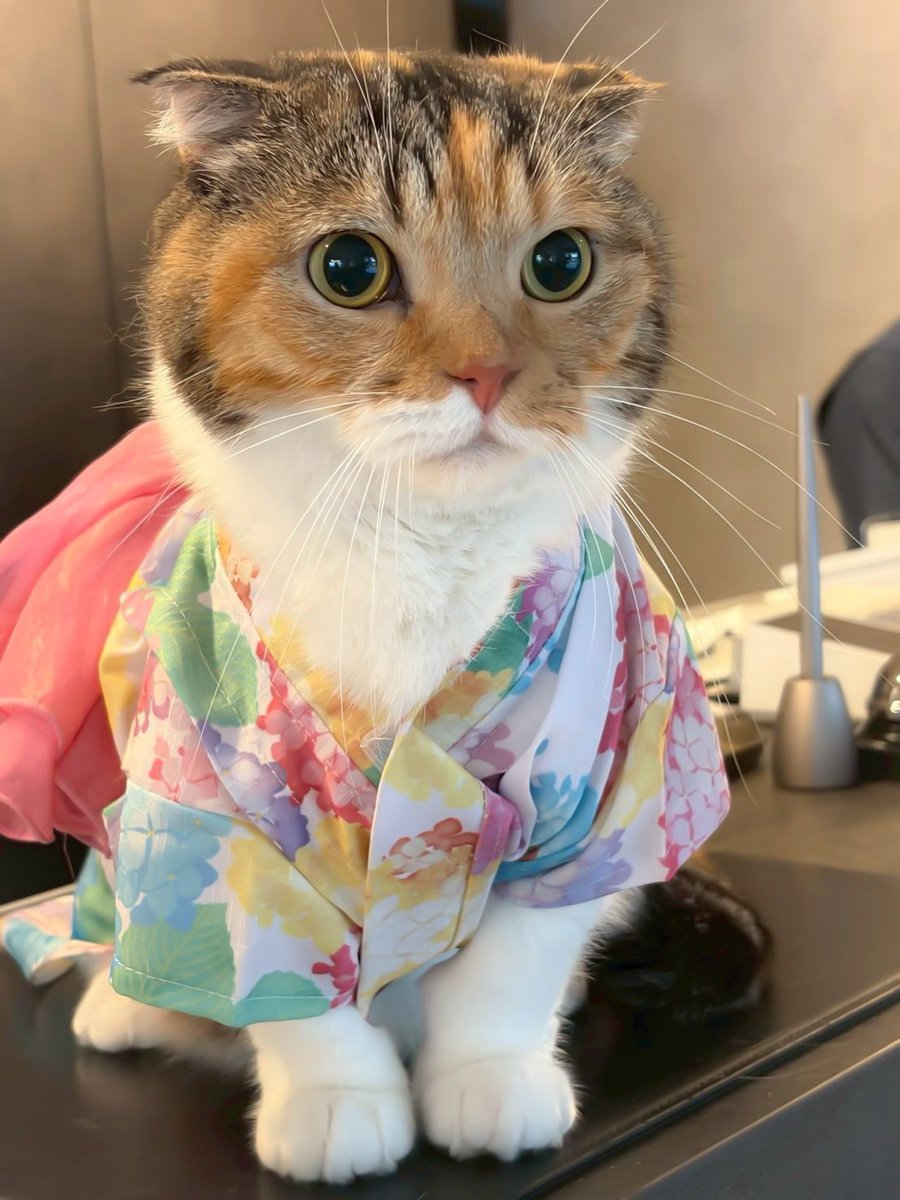 koyumiyu_cats's tweet photo. いらっしゃいませにゃ😺🐾

イチホテル浅草橋さんで
フロント係のお手伝いをするみゆき💓

お写真はスタッフさん撮影📱

#猫好きさんと繋がりたい
#写真好きな人と繋がりたい https://t.co/dC254zb4og