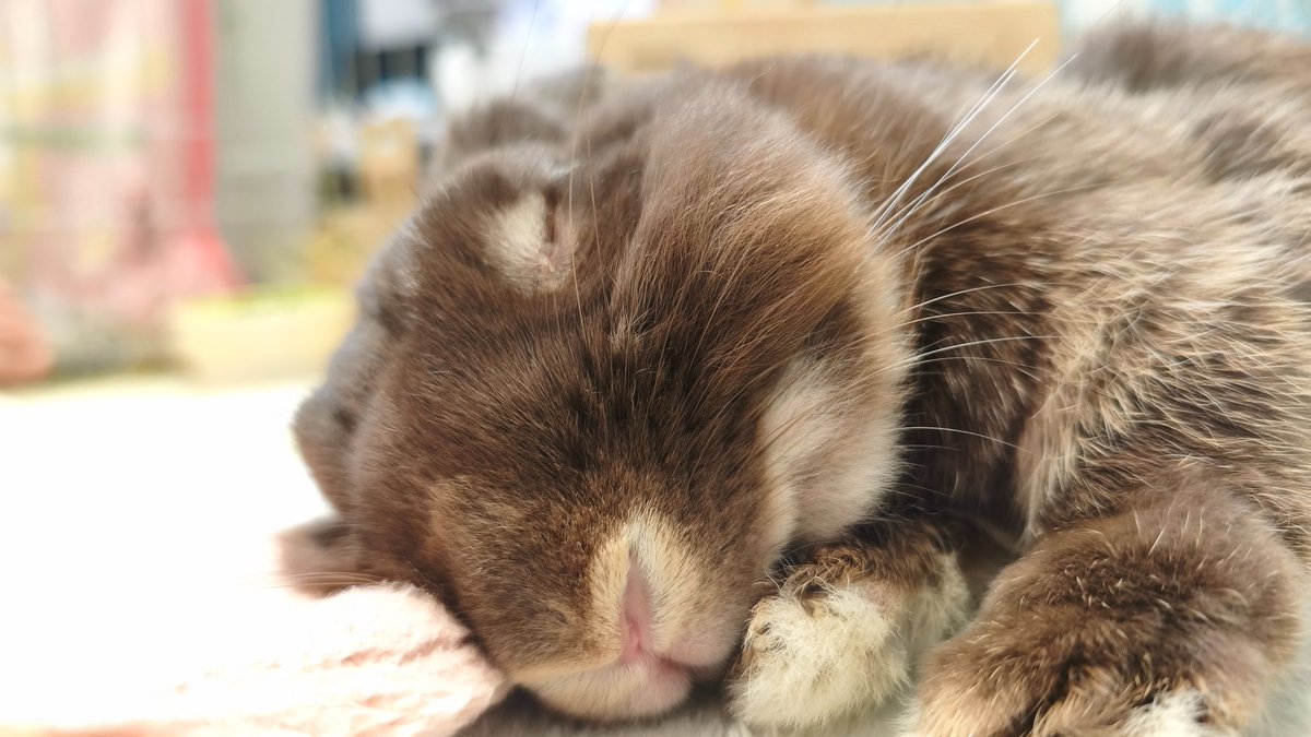 twimaa's tweet photo. おはふがし🐰おは…💤 https://t.co/PUZPgSDqZv