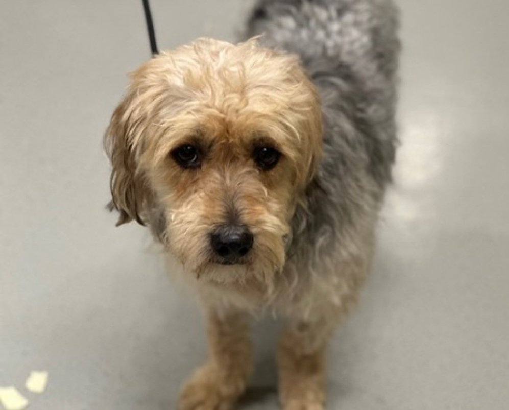 nyc_lilpaws2025's tweet photo. Socky 258546
#NYCACC #RescueOnly 
He is a 25.6 lb, 5 yr old
Owner left the US
Affectionate &amp; cuddly in prev home
Not picky over toys or treats
Highly fearful &amp; shutdown in care 
Lost all he ever knew
Save Socky!
https://t.co/wCF9sT7atc
#Pledge4Rescue #foster #adopt https://t.co/fQ6oUhSHXz