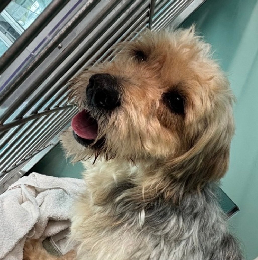 nyc_lilpaws2025's tweet photo. Socky 258546
#NYCACC #RescueOnly 
He is a 25.6 lb, 5 yr old
Owner left the US
Affectionate &amp; cuddly in prev home
Not picky over toys or treats
Highly fearful &amp; shutdown in care 
Lost all he ever knew
Save Socky!
https://t.co/wCF9sT7atc
#Pledge4Rescue #foster #adopt https://t.co/fQ6oUhSHXz