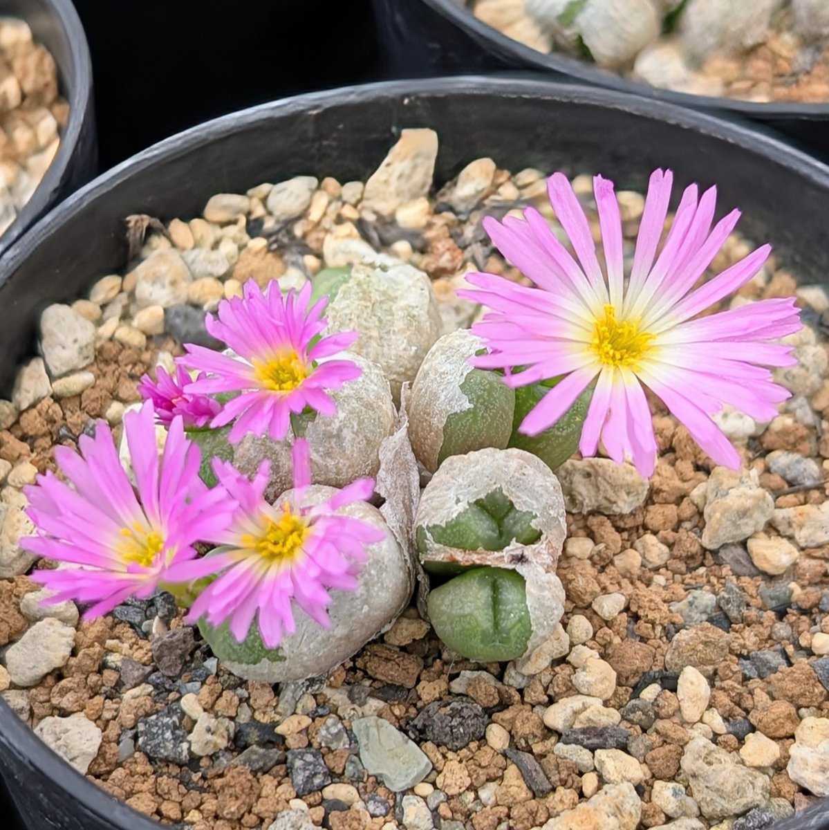 mishohnohito's tweet photo. Conophytum ectypum (PV 1036)

今年はコノフィツムの開花がやたら早いような。エクティプムは丈夫で栽培しやすいです。
#多肉植物 https://t.co/yPVm9dcAmC