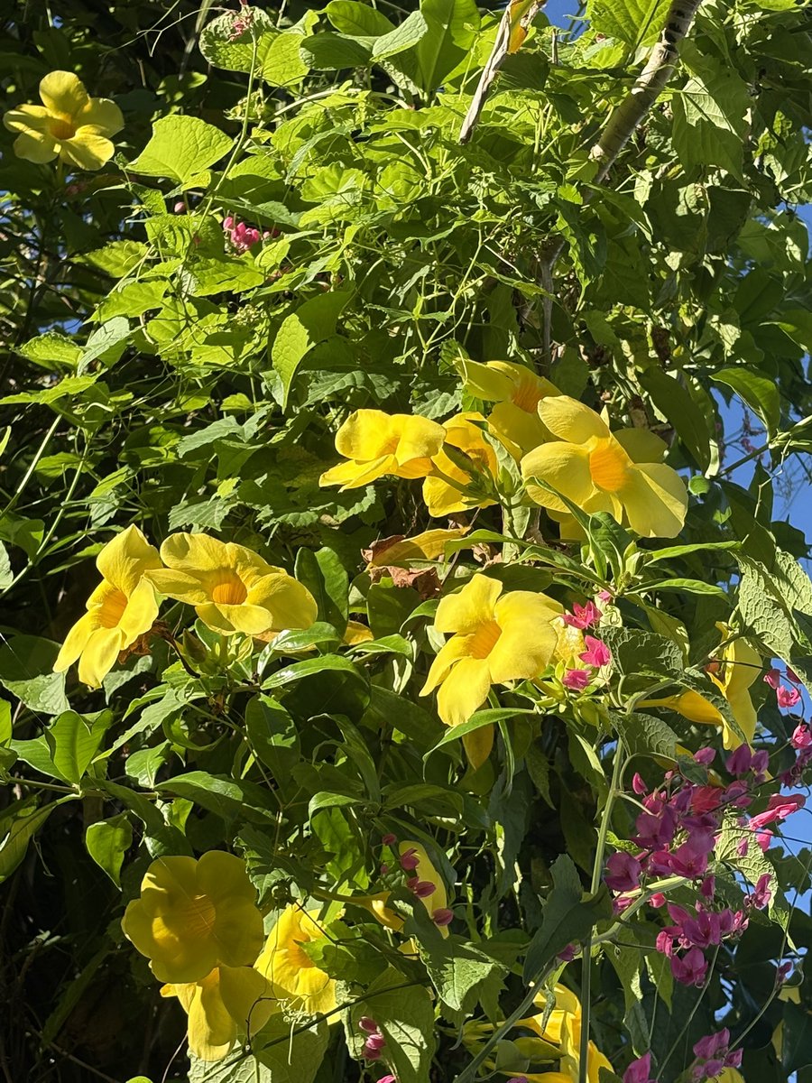 Saato0710's tweet photo. おはよ〜ございます^o^

　　木曜日〜

晴れ〜☀️

既に30℃…😳💦
セミの大合唱〜

熱中症•紫外線対策
水分補給こまめに♡

今日も元気にᕦ(ò_óˇ)ᕤ💕

今日も一日✨
笑顔✨で過ごせますように♪

#イマソラ
#本日もご安全に
#オキナワ https://t.co/7pV4nSaVzx