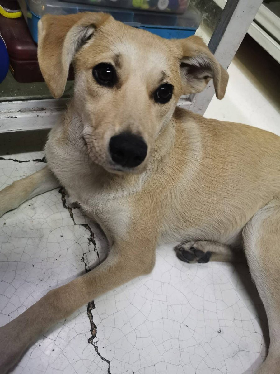 RescateAnimal's tweet photo. 🟢 ¿ME ADOPTAS?
¡Me llamo Vainilla! Conoce más 👇🏻 

♀️ Hembra | 8 meses 
✴️ Talla mediana
💟 Convive con perritos no dominantes
✅ Vacunada, desparasitada y esterilizada
🇲🇽 Adopción en CDMX y Edomex

👨‍👩‍👦‍👦✨️ ¿Me das una oportunidad?

☎️ Carolina 
https://t.co/eKOAFv6F5h 🐾 https://t.co/0kRo8rtxZj