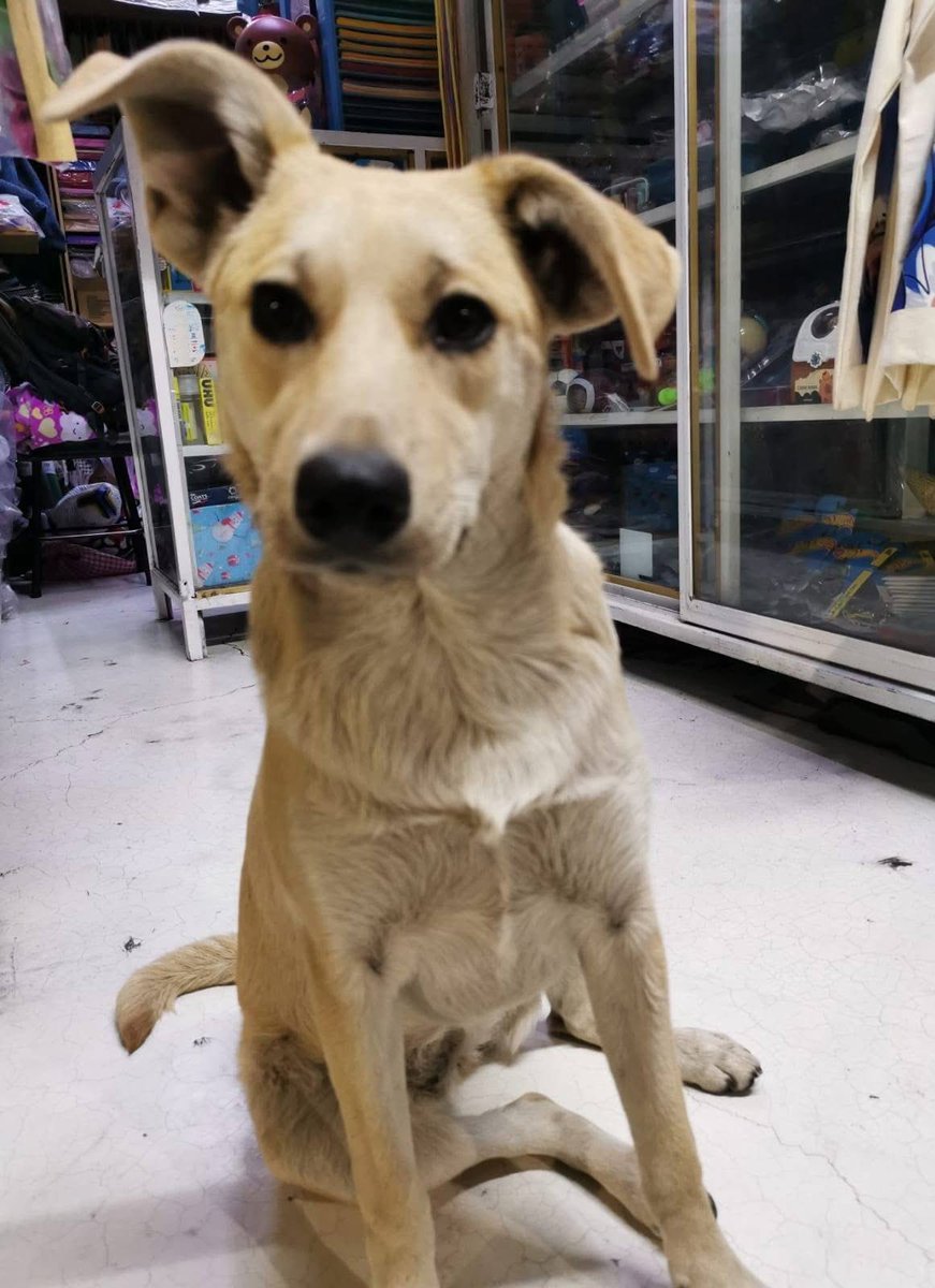 RescateAnimal's tweet photo. 🟢 ¿ME ADOPTAS?
¡Me llamo Vainilla! Conoce más 👇🏻 

♀️ Hembra | 8 meses 
✴️ Talla mediana
💟 Convive con perritos no dominantes
✅ Vacunada, desparasitada y esterilizada
🇲🇽 Adopción en CDMX y Edomex

👨‍👩‍👦‍👦✨️ ¿Me das una oportunidad?

☎️ Carolina 
https://t.co/eKOAFv6F5h 🐾 https://t.co/0kRo8rtxZj