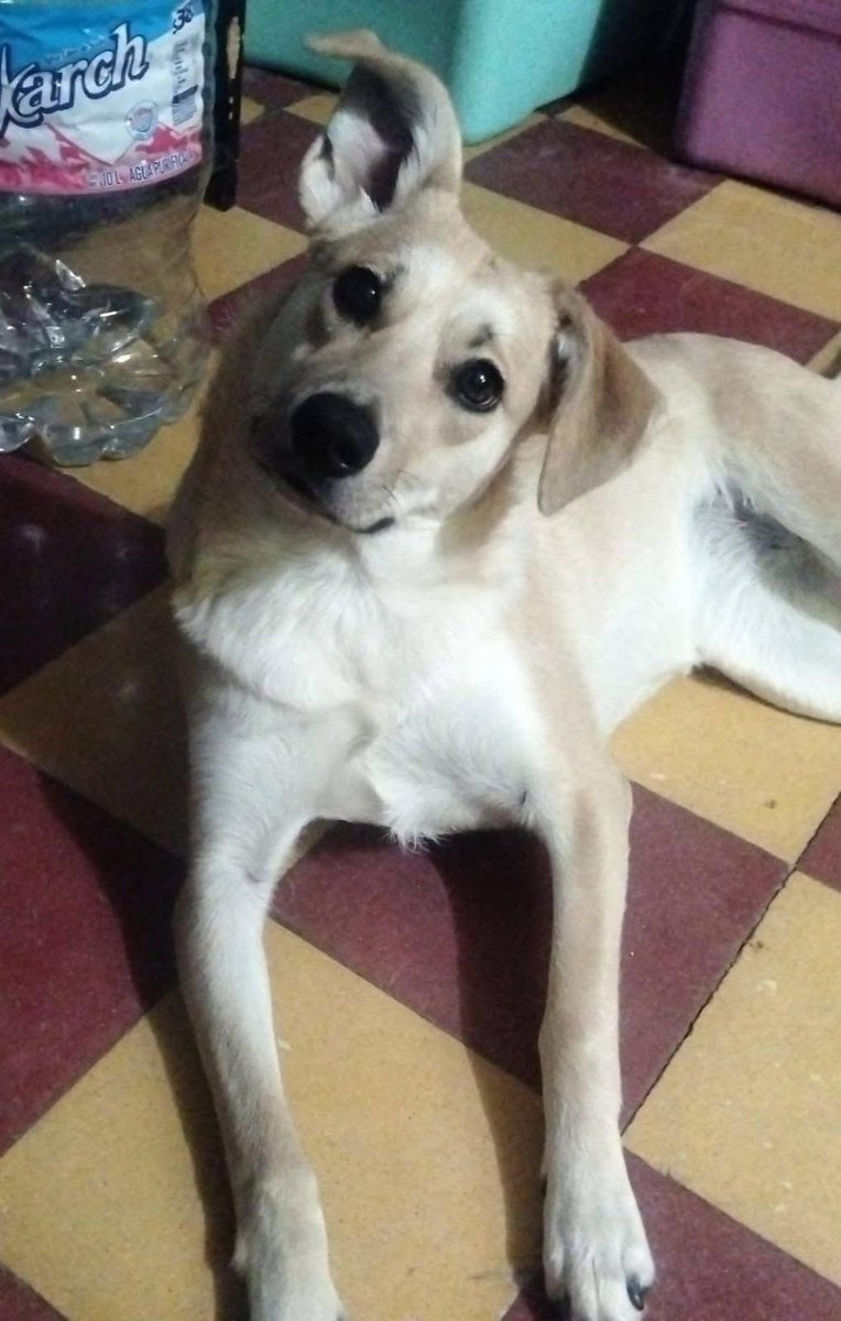 RescateAnimal's tweet photo. 🟢 ¿ME ADOPTAS?
¡Me llamo Vainilla! Conoce más 👇🏻 

♀️ Hembra | 8 meses 
✴️ Talla mediana
💟 Convive con perritos no dominantes
✅ Vacunada, desparasitada y esterilizada
🇲🇽 Adopción en CDMX y Edomex

👨‍👩‍👦‍👦✨️ ¿Me das una oportunidad?

☎️ Carolina 
https://t.co/eKOAFv6F5h 🐾 https://t.co/0kRo8rtxZj