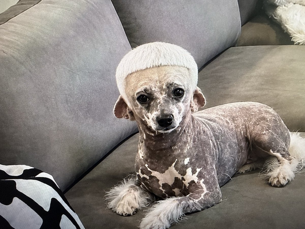 JeffNadu's tweet photo. The dog I actually got https://t.co/SbEeQ5KHpP