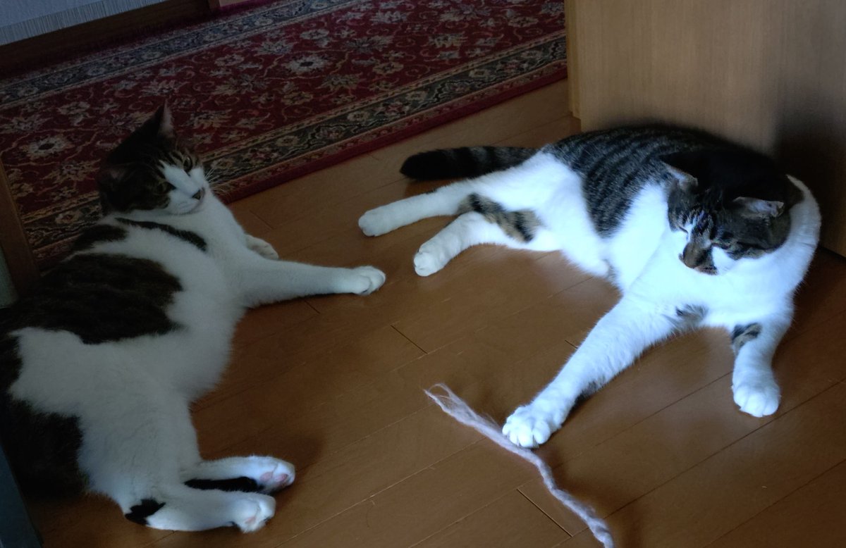 taro_AR's tweet photo. やる気のない門番たち😺😺 https://t.co/9GkusrYPX0