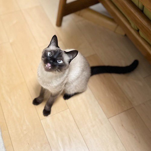 catsitterLien's tweet photo. へーい！🐾

#猫 #猫好きさんと繋がりたい #猫のいる暮らし #お留守番猫さん  #キャットシッターりあん

 #みずきくん https://t.co/5BZHCLm7yk