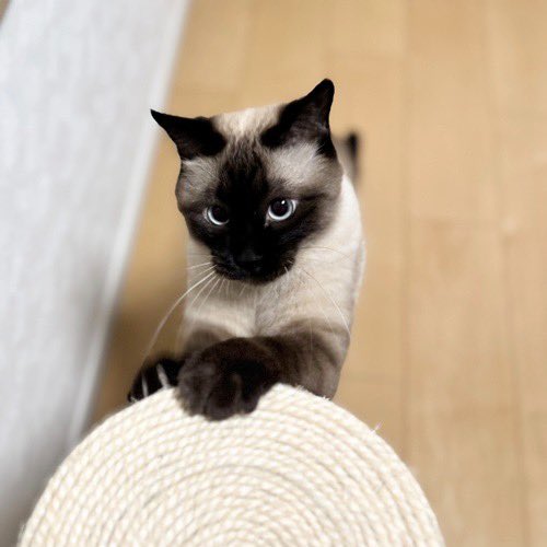 catsitterLien's tweet photo. へーい！🐾

#猫 #猫好きさんと繋がりたい #猫のいる暮らし #お留守番猫さん  #キャットシッターりあん

 #みずきくん https://t.co/5BZHCLm7yk
