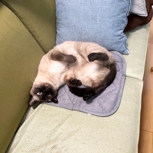 catsitterLien's tweet photo. へーい！🐾

#猫 #猫好きさんと繋がりたい #猫のいる暮らし #お留守番猫さん  #キャットシッターりあん

 #みずきくん https://t.co/5BZHCLm7yk