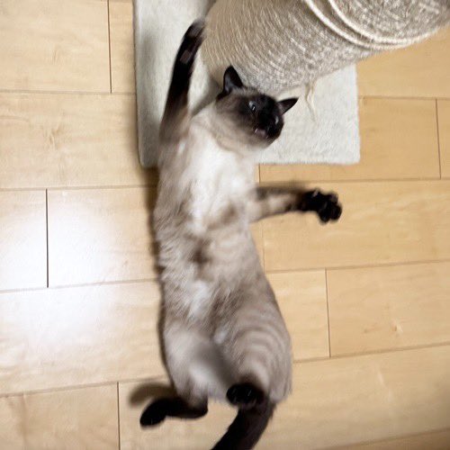 catsitterLien's tweet photo. へーい！🐾

#猫 #猫好きさんと繋がりたい #猫のいる暮らし #お留守番猫さん  #キャットシッターりあん

 #みずきくん https://t.co/5BZHCLm7yk