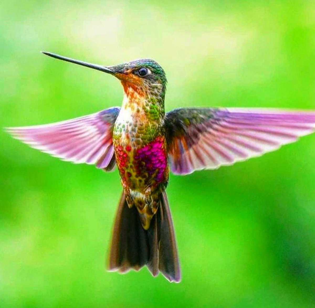 oswaldoaves's tweet photo. Somos el país con mayor diversidad de aves y mariposas  del mundo y campeones globales en avistamiento de estos grupos biológicos, pero casi nadie las conoce ¡Colombianos!. 

En cambio, nos desvivimos por un fútbol que no ha ganado nada. Es hora de cambiar el chip y empezar a valorar nuestra verdadera riqueza natural. 🇨🇴🦅⚽

PD: Invierten en futbol y poco en biodiversidad … recuerden de donde viene el agua que bebes al ver tus partidos