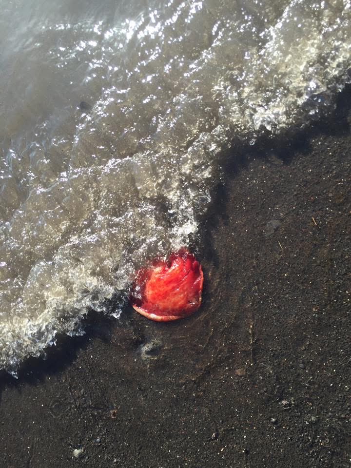 TikiTales's tweet photo. This is a Kualakai (kū'-ă-lă-kā'i) or Spanish Dancer. These disk shaped, vibrant red sea slugs have ribbon like edges that undulate like a flamenco dancer’s skirt 💃 when they’re swimming. 

They are circular and grow to be 16” wide. They feel like a tough and meaty frisbee. I rescue them all of the time from tide pools at low tide where they would dry up in the sun. They don’t have stingers or fangs so they aren’t venomous but they are poisonous if you eat them. Don’t eat them. 

They suck up toxins from other creatures, like toxic sponges 🧽 , and use them for their own chemical defense. 

They’re crazy red. Like bright fire engine 🚒 or Ferrari red. Their really red red🚨is a warning sign to other creatures and lets them know this guy is not something you want to eat. 

The first time you see one in a dried up tide pool, you will think someone barfed up their stomach or maybe gave birth on the reef. 🪸 

Happy Wednesday 🌊❤️
