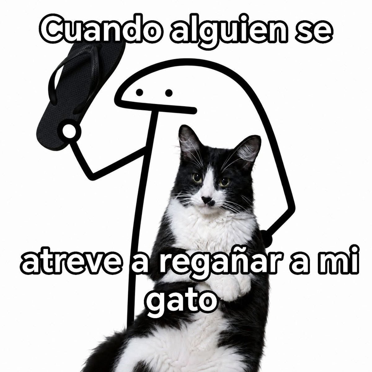 plusmascotas's tweet photo. https://t.co/jCew3crOcy
