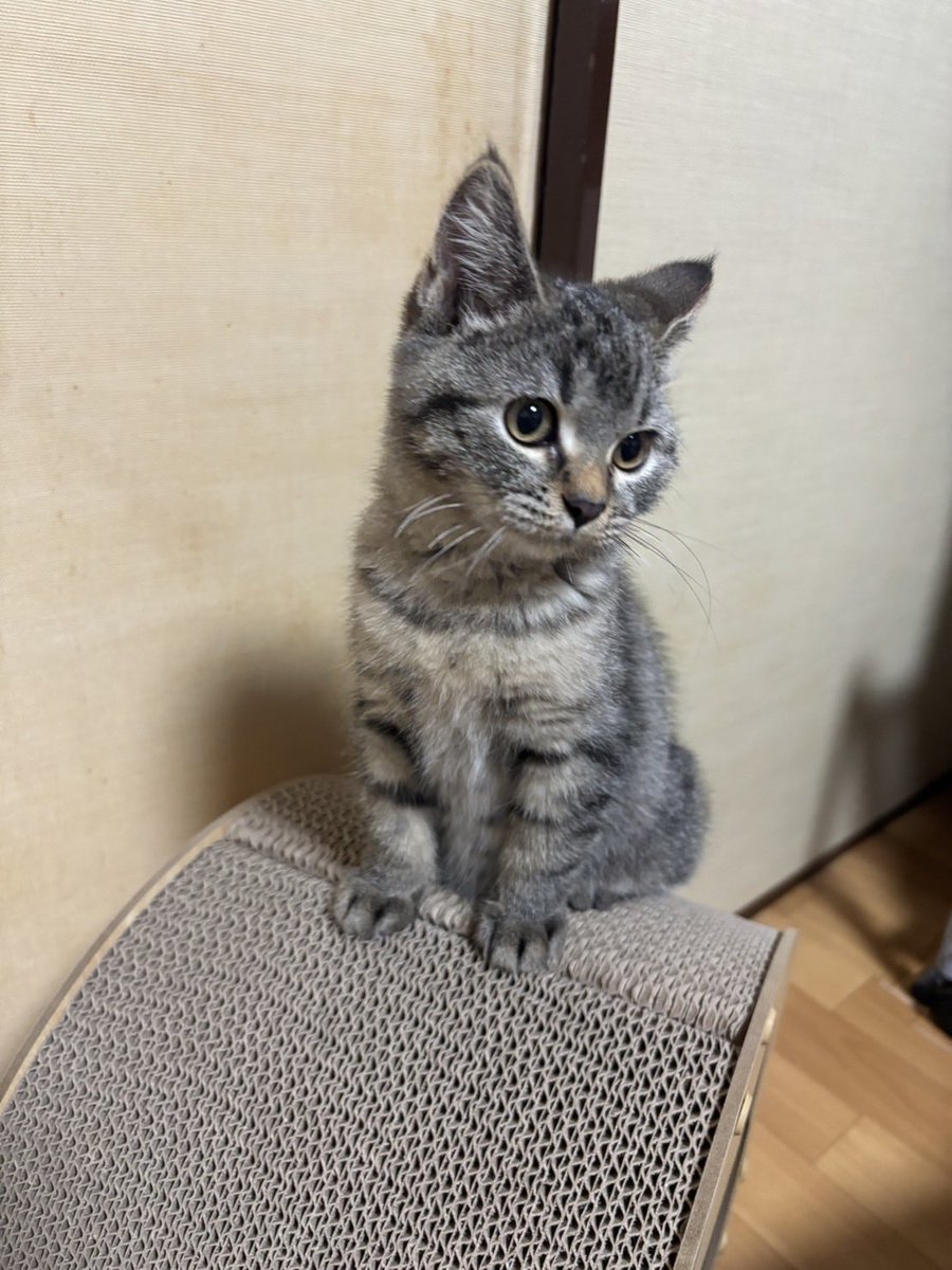 yui_hhs's tweet photo. ねこ飼い始めました(えなさんが)かわいーねえ https://t.co/2uXXoC1lu8