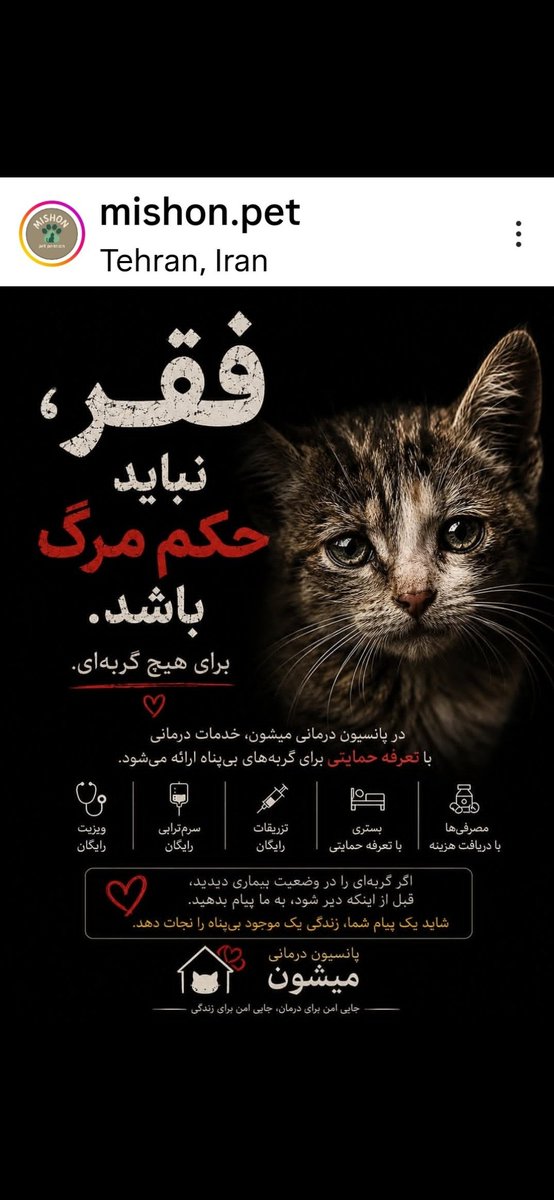 Haidy09594728's tweet photo. 🚨 توجه، توجه🚨
لطفا #ریتوییت کنید،برای #گربه های بی پناه، هر یدونه لایک و ریت مهم هست و کمک میکنه بهشون https://t.co/HB60Yzjq6o