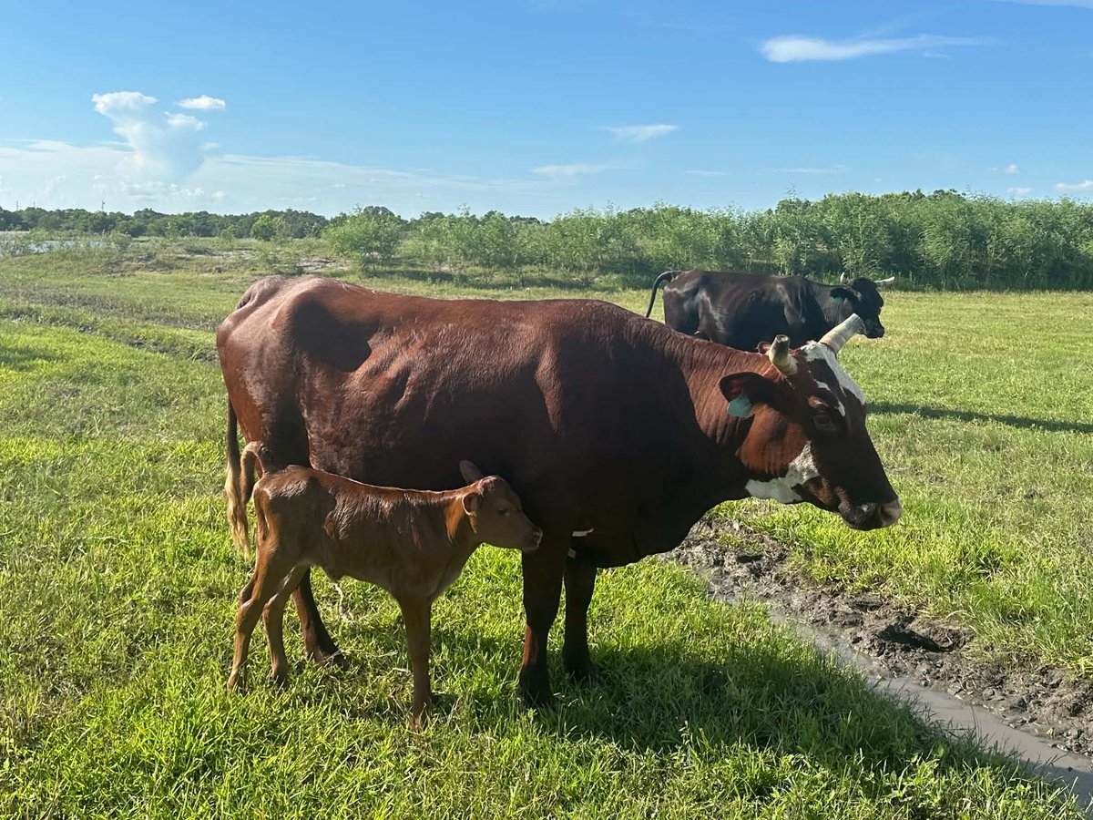 BunkhouseLodge's tweet photo. Here's another one!.....we now have #17 in the field.

#beef #grassfedbeef #bunkhousebeef #grainfinishedbeef
#regenerativebeef #hormonefree
#cattle #ranchlife #cows #steak #bunkhouselodge https://t.co/tHfRCyF8X0