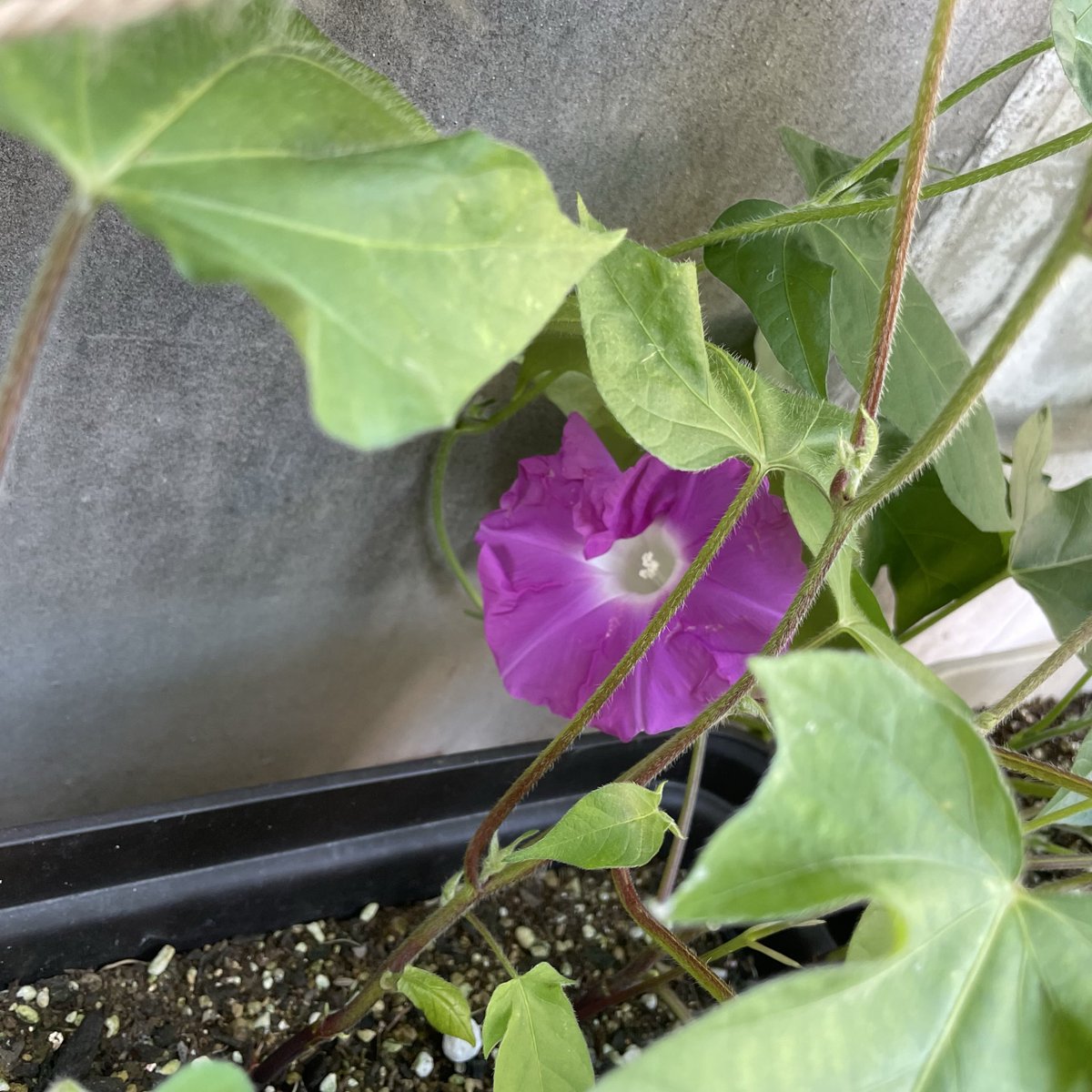 eritsu_s's tweet photo. 「いちねんせいのあさがお」3年目。開花〜! *ଘ(੭*ˊᵕˋ)੭*今のところ虫被害なし。まあより気をつけるのはこれからよね(°_°) #一年生のあさがお #朝顔 https://t.co/1OtoctiQ1v
