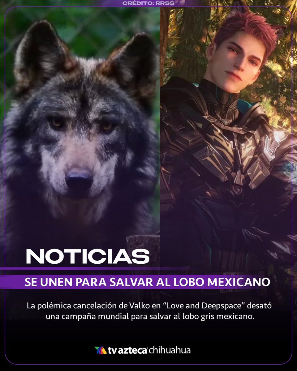 AztecaChihuahua's tweet photo. La comunidad internacional de Love and Deepspace canalizó su aprecio por el cancelado Valko, activando colectas masivas para la conservación del lobo gris mexicano. En agradecimiento, se nombró oficialmente "Valko" a un ejemplar real de lobo gris mexicano, una especie en peligro crítico de la que solo quedan 108 ejemplares en estado salvaje
.
#LoboGris #LoboGrisMexicano #LoveAndDeepspace #Valko #JusticeForValko #BringValkoBack #SaveValko #BringBackValko #LaDS #AztecaChihuahua